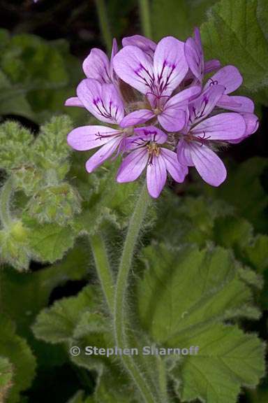 pelargonium drummondii 1 graphic